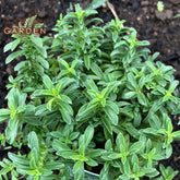 Organic Winter savory essential oil, Rosemary Garden